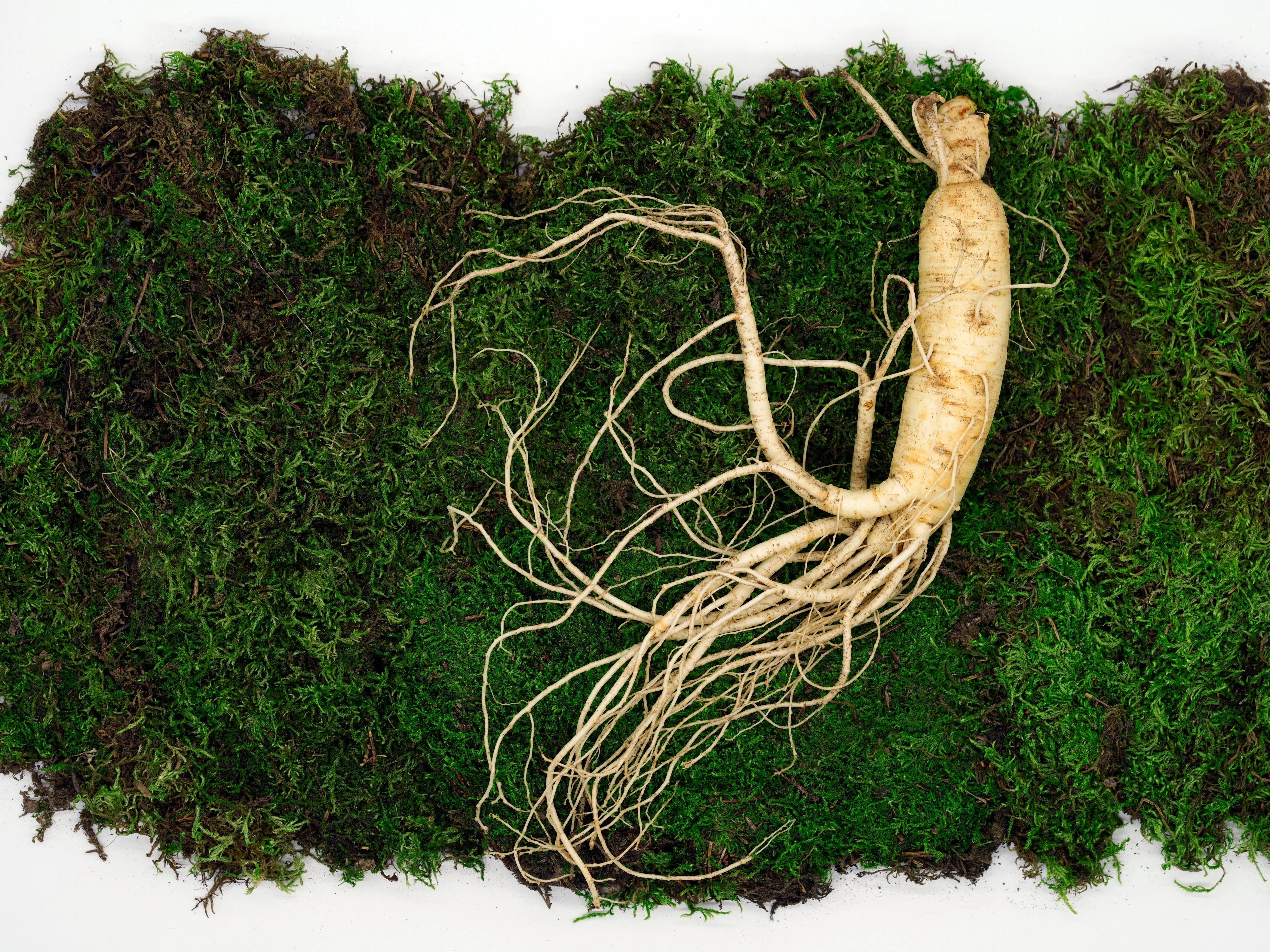 Natürliche Luststeigerer: Wie Zutaten wie Epimedium und Panax Ginseng wirken
